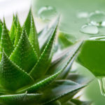 Aloe patří mezi známé léčivé rostliny. Existuje až 500 druhů aloe a pouze některé druhy mají léčivé účinky. Které druhy to jsou a které jsou nejlepší?