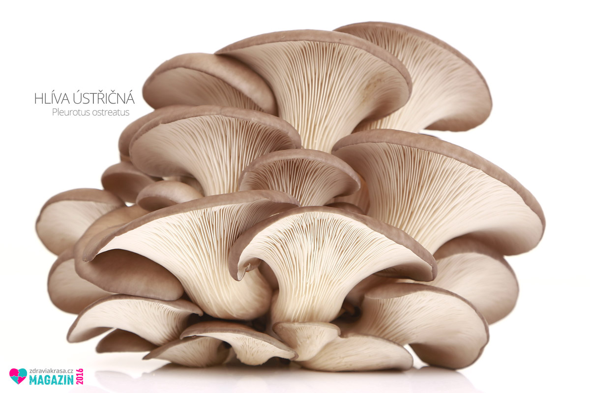 Hlíva ústřičná (lat. Pleurotus ostreatus) je výjimečná zejména významným obsahem beta glukanu, který umí podpořit imunitní systém.