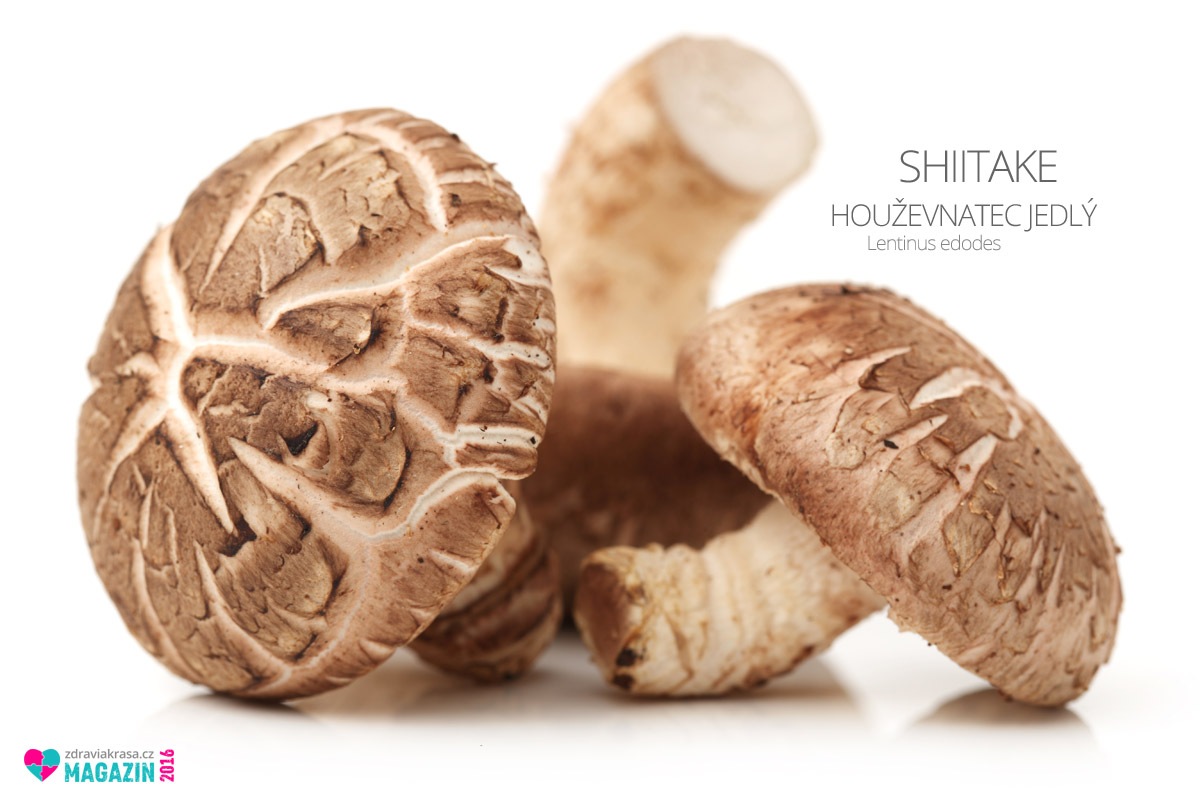 Shiitake (lat. Lentinus edodes) patří mezi léčivé houby, které se chlubí tím, že umí zabránit či zvrátit nádorové bujení. V moderní západní medicíně se však tato tvrzení zatím pokládají za neověřená.