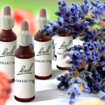 Bachova květová terapie je jedna z variant homeopatie, která používá jako léčebný prostředek „esence“, tj. výluhy květů některých rostlin.