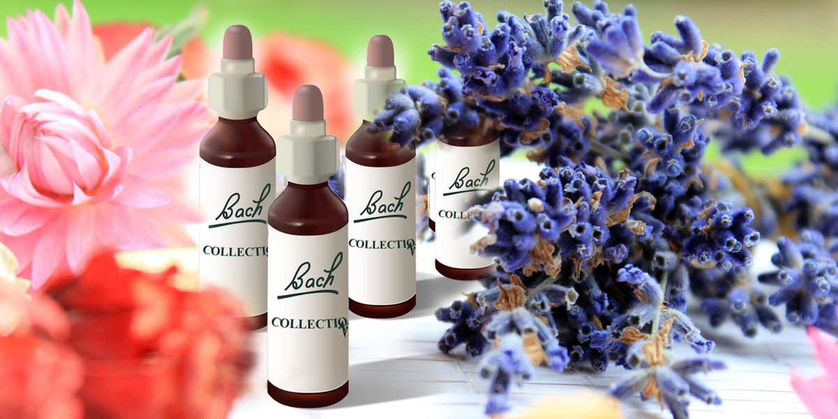 Bachova květová terapie je jedna z variant homeopatie, která používá jako léčebný prostředek „esence“, tj. výluhy květů některých rostlin.