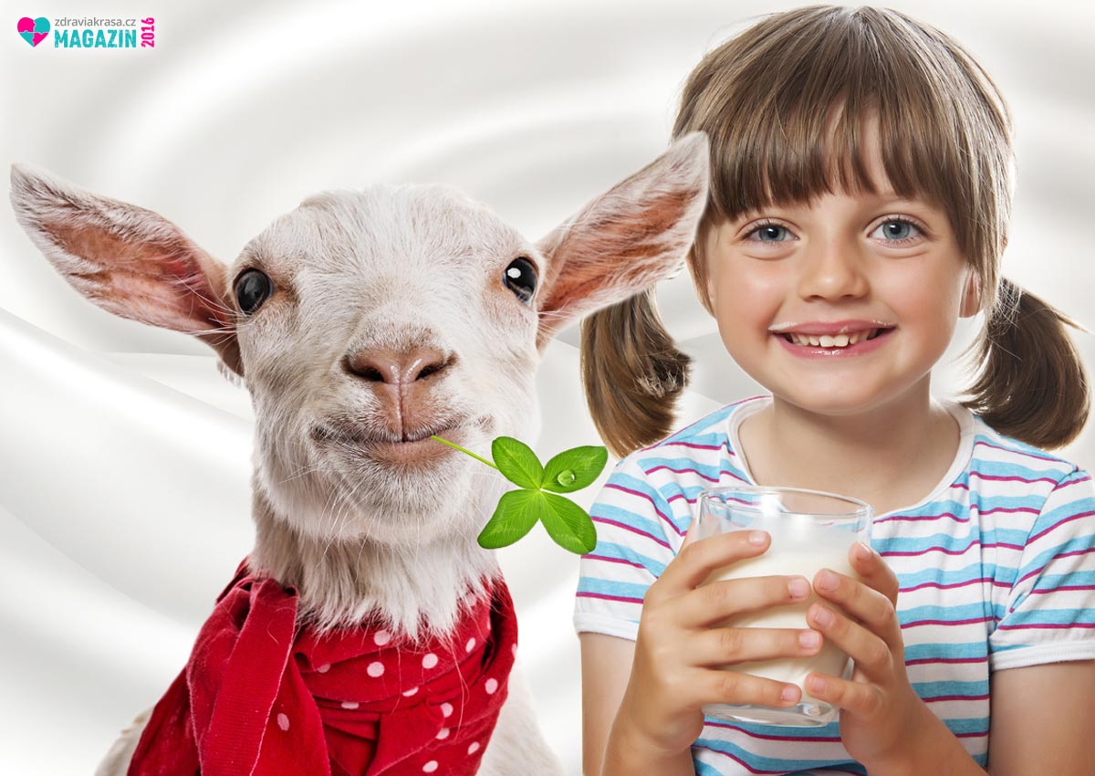 Kozí mléko obsahuje více zdraví prospěšných látek než kravské. Hodí se i pro děti. 