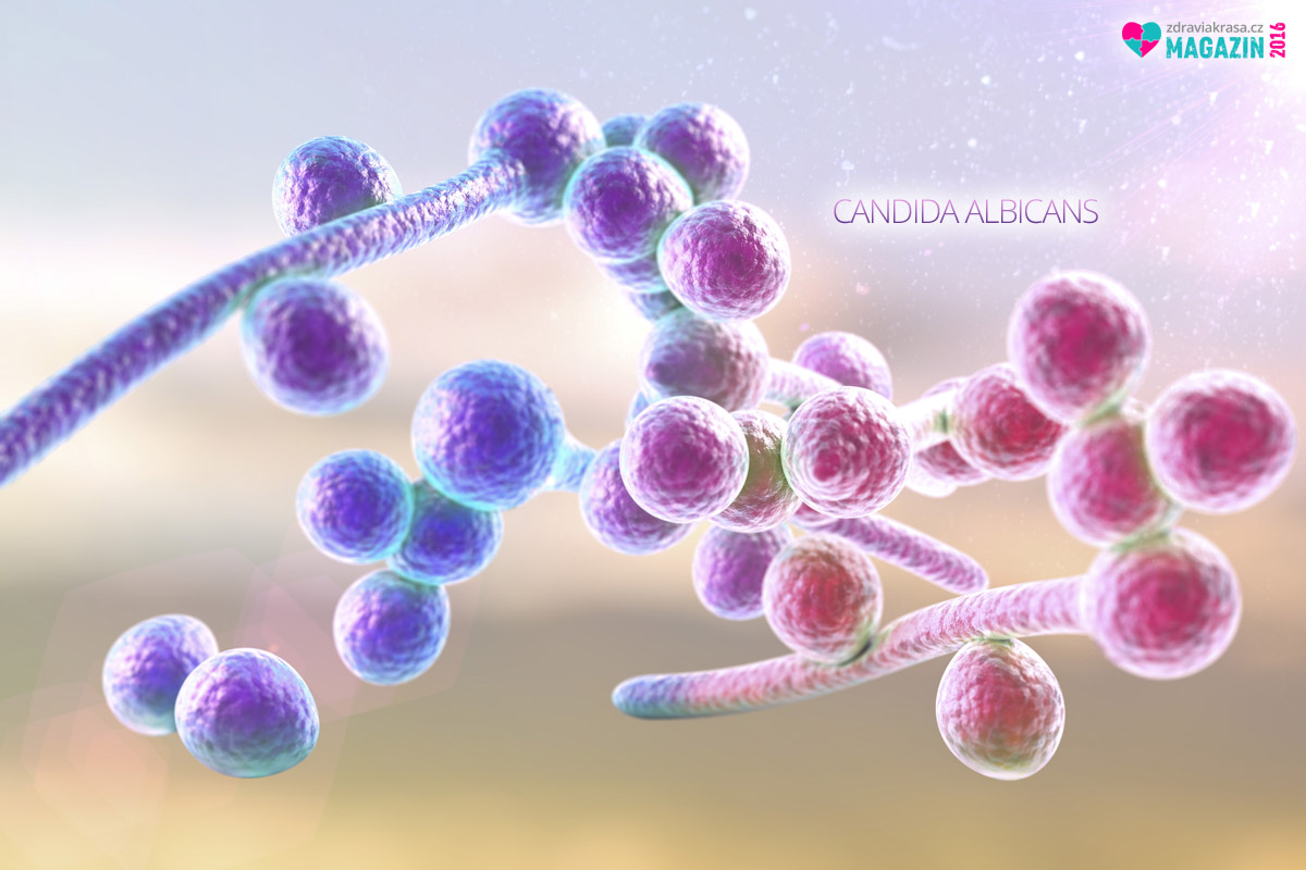 3D ukázka Candida albicans.