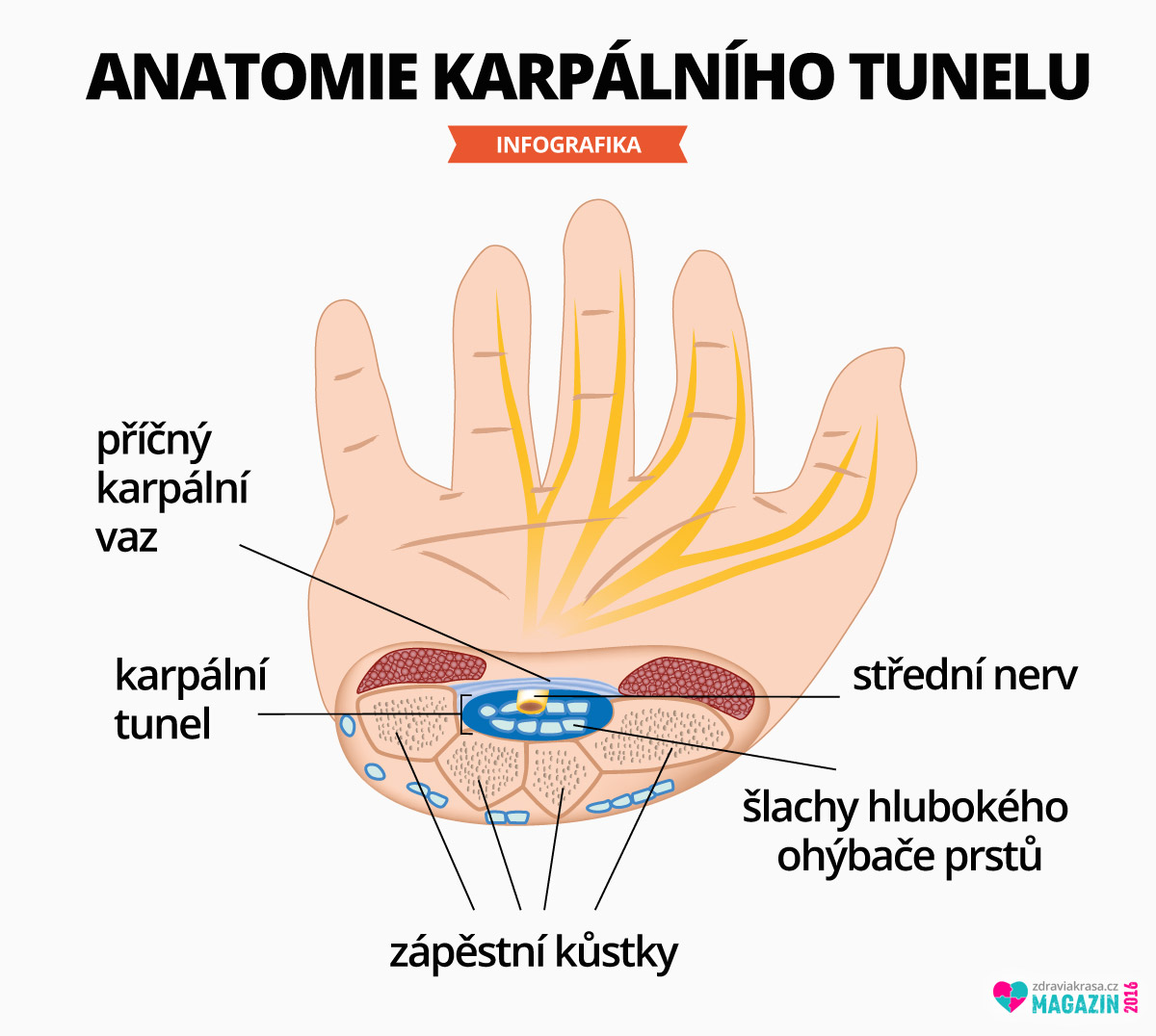 Anatomie karpálního tunelu. 