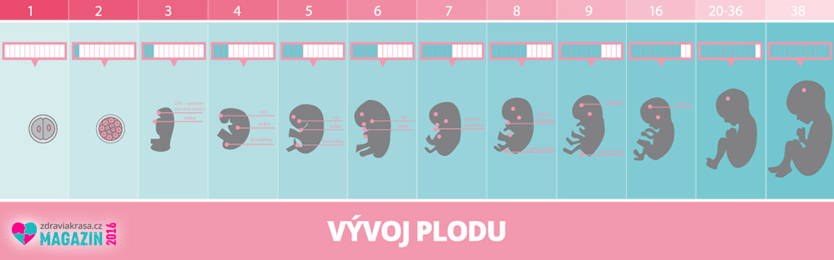 Vývoj plodu po týdnech. Komplikace Placenta preavia se objeví obvykle během druhého trimestru. Pokud se stav sám neupraví, ve třetím trimestru může dojít ke komplikacím v podobě nebolestivého krvácení až k předčasnému komplikovanému porodu s hrozbou vykrvácení. Stav je nutné řešit včas císařským řezem.