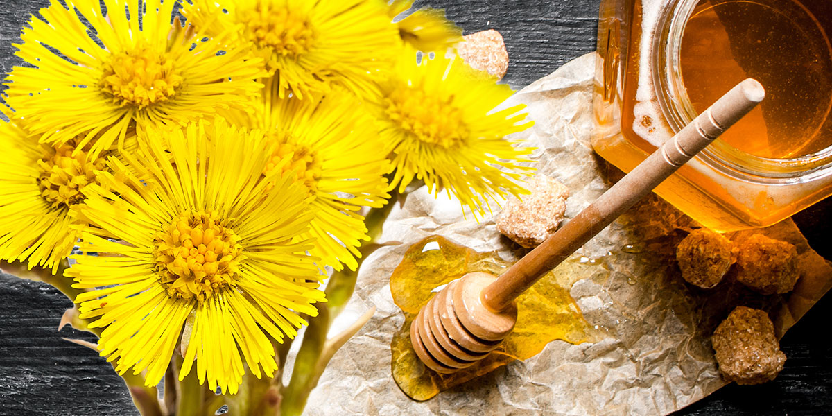 Podbělový med – recept na vařený i nevařený med z podbělu
