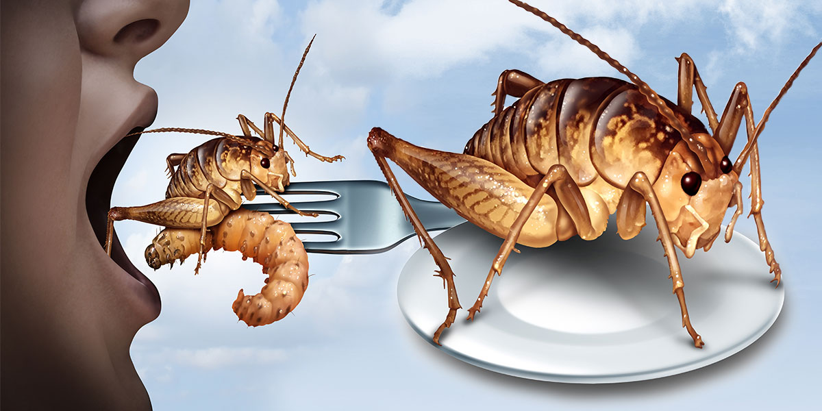 Dejte si na zub cvrčka, včelu, můru nebo švába. Od letošního roku povýšili podle zákona na úroveň jatečního skotu, drůbeže nebo jiného na maso chovaného zvířectva. Jedlý hmyz se stává součástí evropského i českého jídelníčku.
