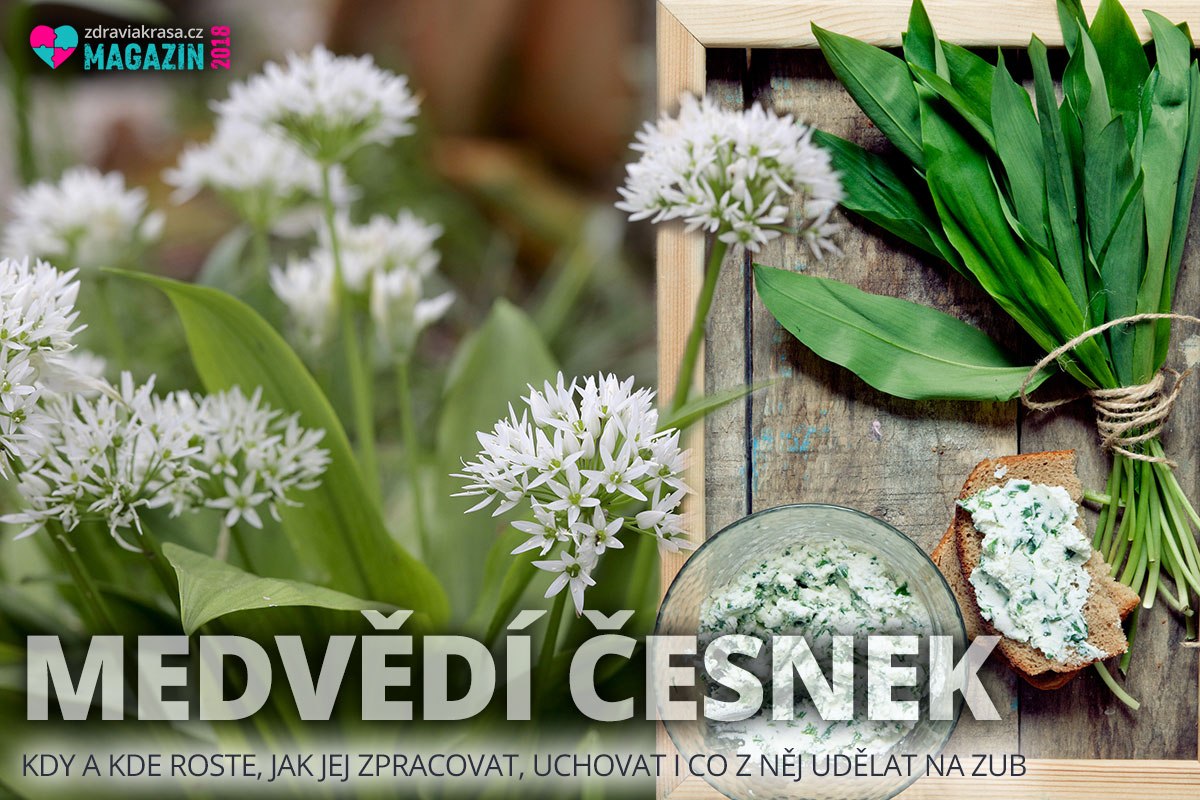 Divoký česnek prý chutnal medvědům a proto se honosí jménem medvědí česnek.