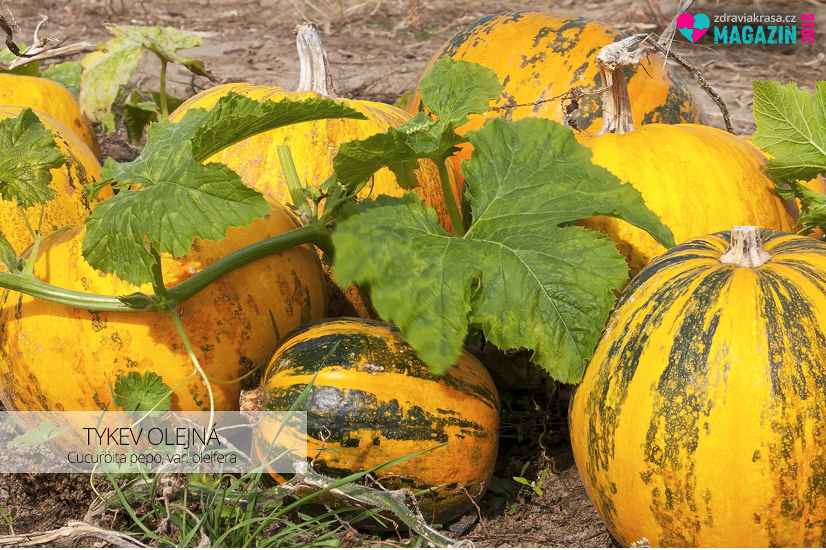 Plody tykve olejné (lat. Cucurbita pepo, var. oleifera) před sběrem na poli. Na litr dýňového oleje je zapotřebí cca 35 tykví.