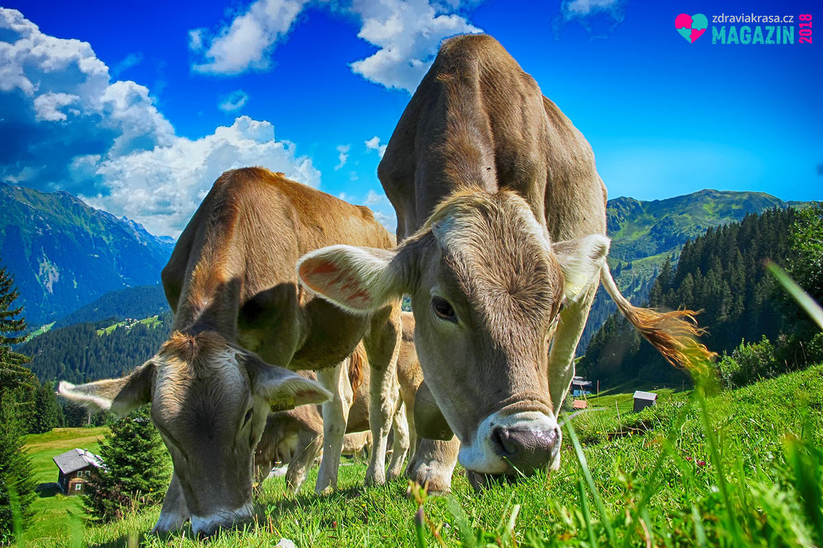 Hovězí maso dobytku chovaného na zelených pastvách je rovněž zdrojem K vitaminu.